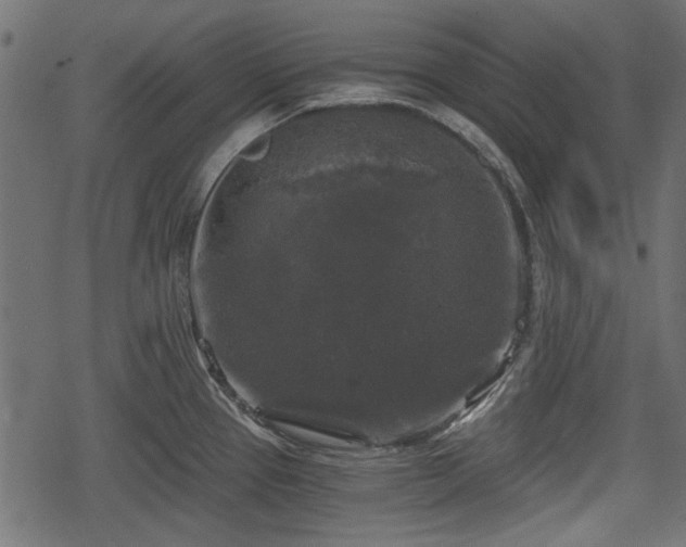 X0000068811337200605121240