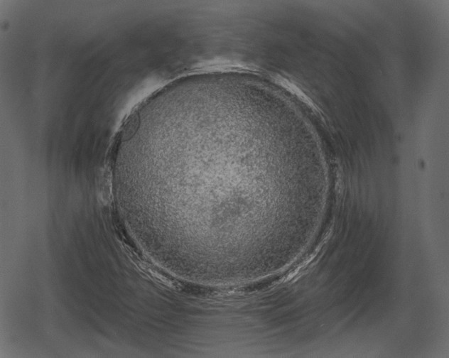 X0000068811358200605121239