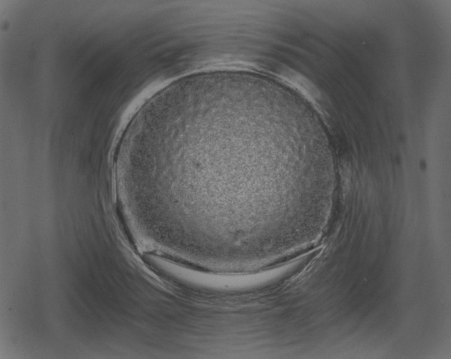 X0000068811371200605121239