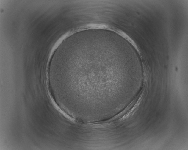 X0000068811381200605121239