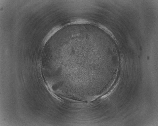 X0000068811425200605121239