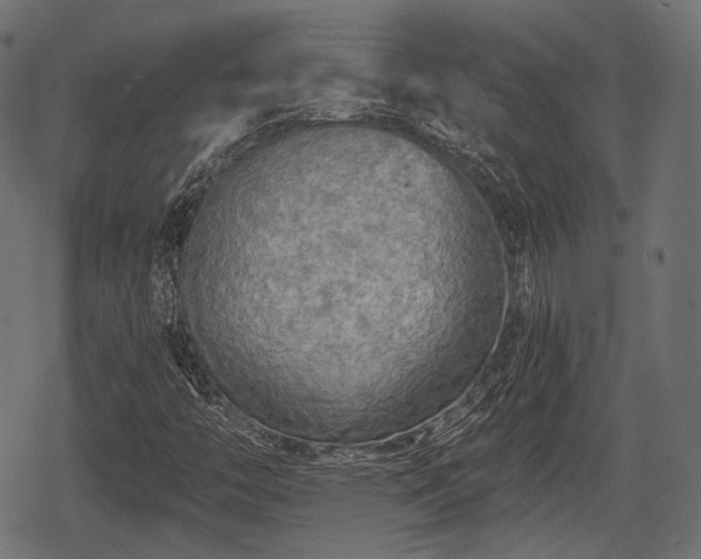 X0000068811446200605121238