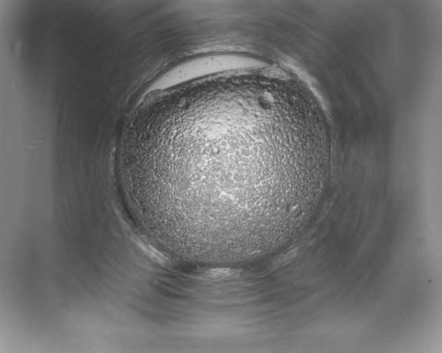 X0000068810153200605191816