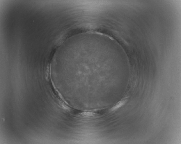X0000068810528200605191810