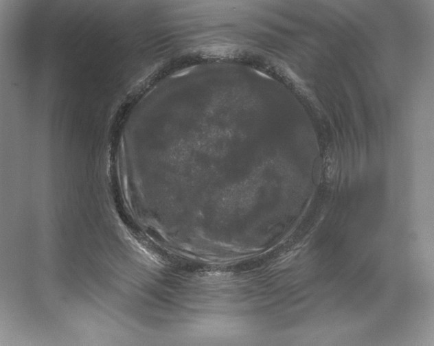 X0000068810637200605191808