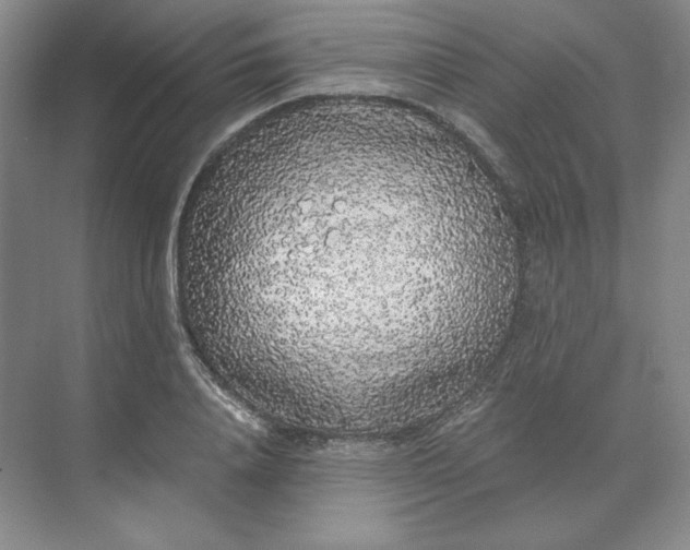 X0000068810840200605191805