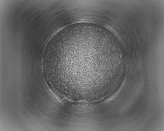 X0000068811121200605191800