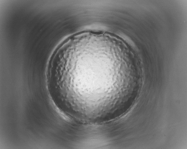 X0000068811248200605191759
