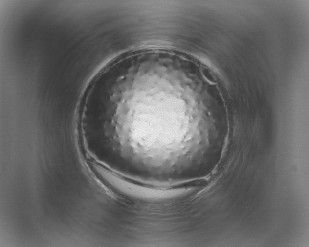 X0000068811325200605191757