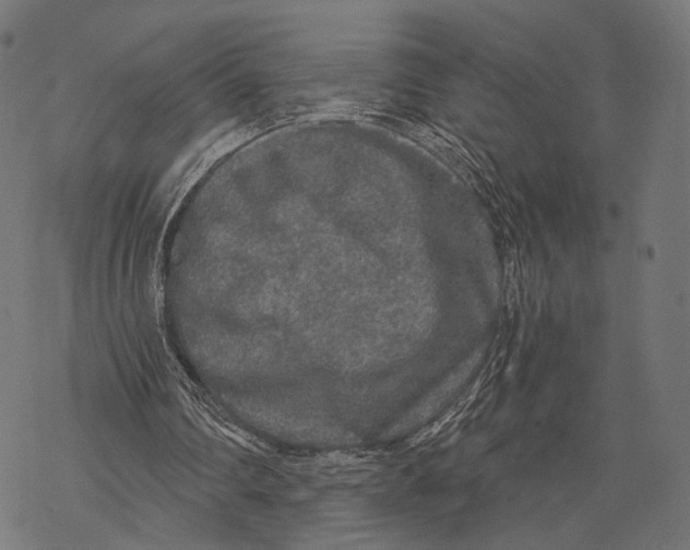 X0000068810290200605261532