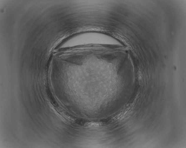 X0000068810352200605261531