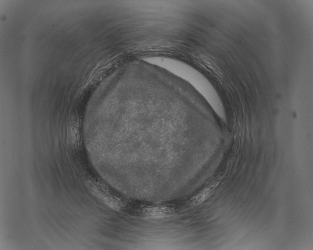 X0000068810408200605261530