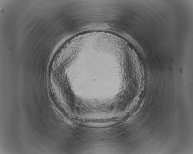 X0000068811240200605261517