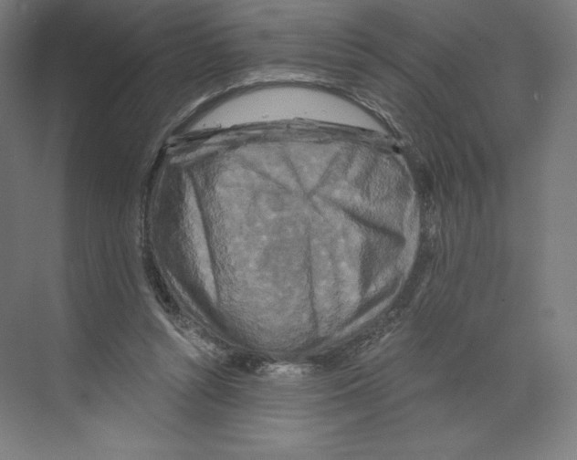 X0000068810352200606021557