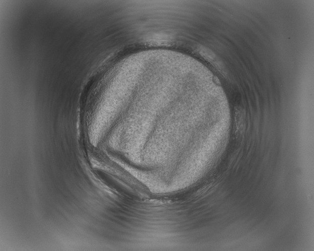 X0000068810494200606021555
