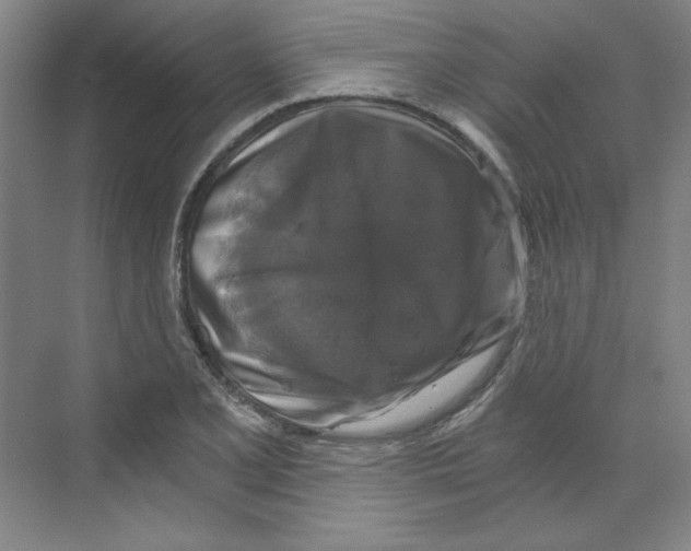 X0000068811077200606021545