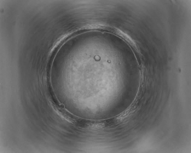 X0000068820155200605051219