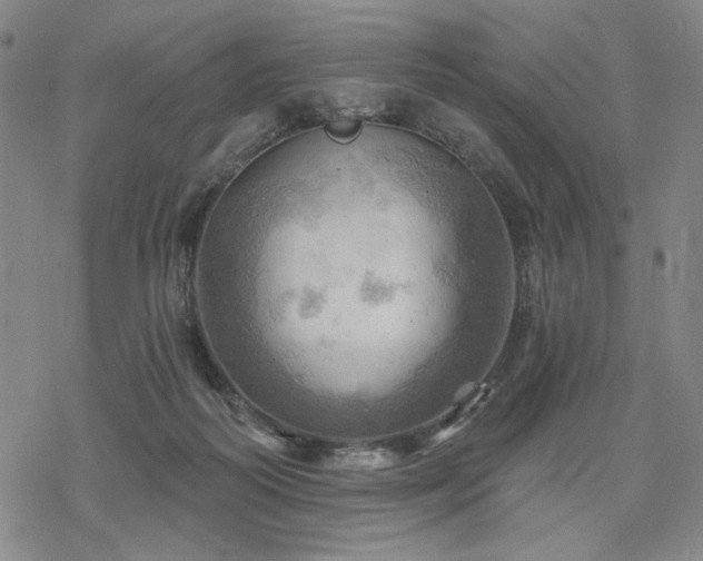 X0000068820218200605051219