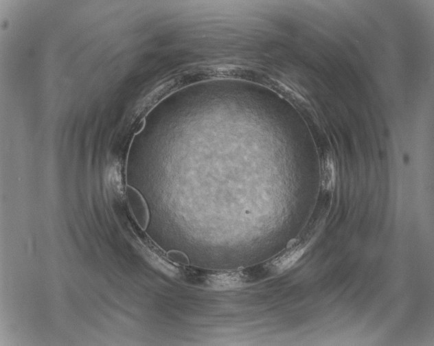 X0000068820238200605051219