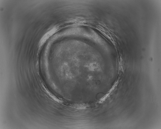 X0000068820245200605051218