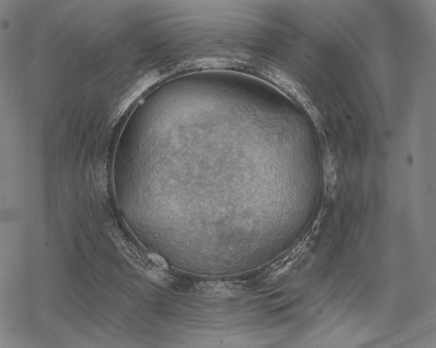 X0000068820297200605051218