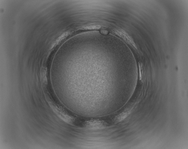 X0000068820300200605051217