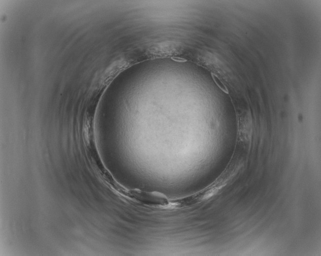 X0000068820334200605051217