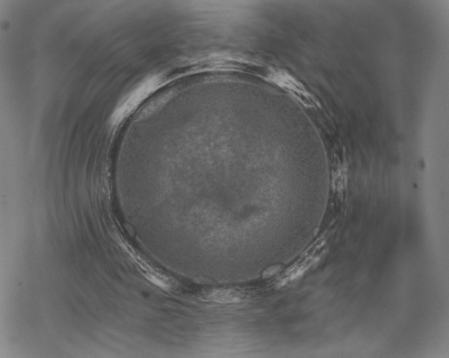 X0000068820341200605051216