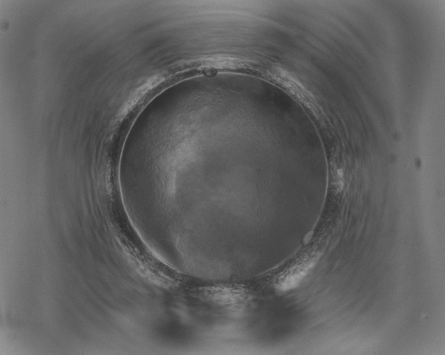 X0000068820347200605051216