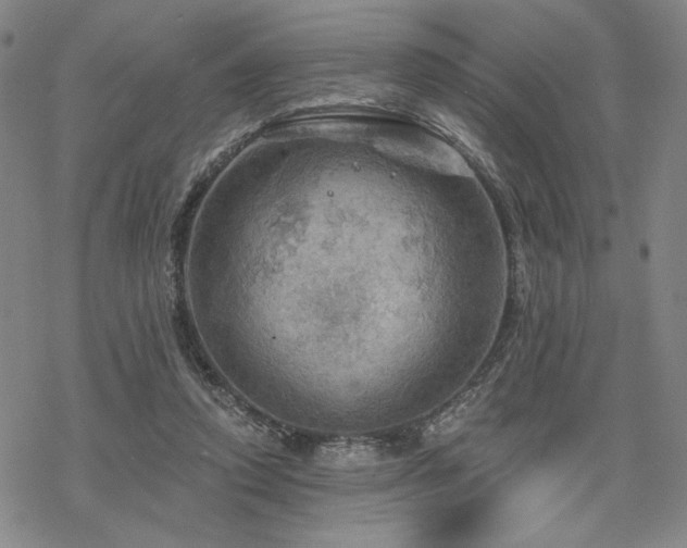 X0000068820354200605051216