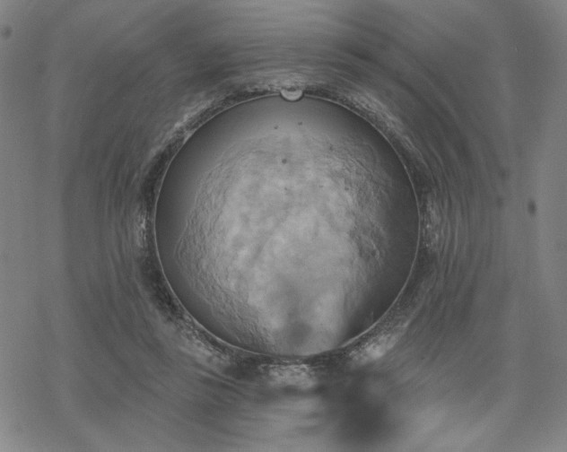 X0000068820355200605051216