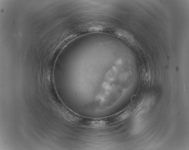 X0000068820363200605051217