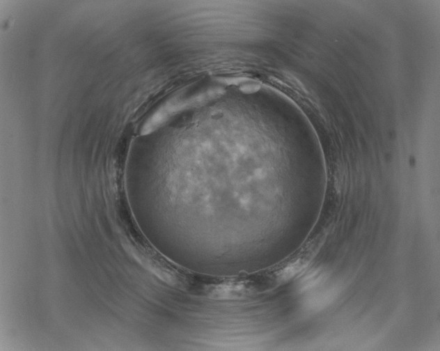 X0000068820366200605051217