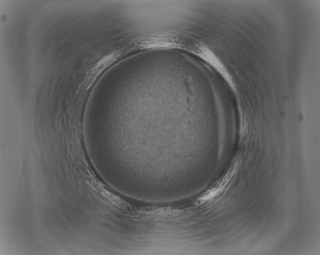 X0000068820385200605051216