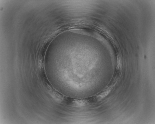 X0000068820417200605051215