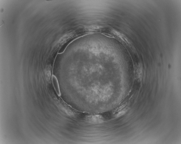 X0000068820427200605051215