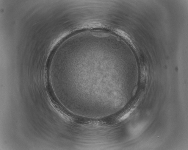 X0000068820439200605051215