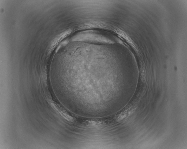 X0000068820442200605051215