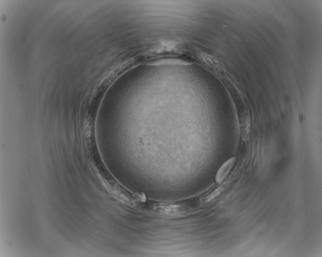 X0000068820472200605051215