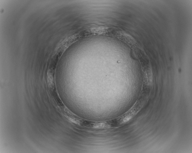 X0000068820705200605051211