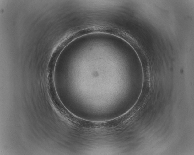 X0000068820730200605051210