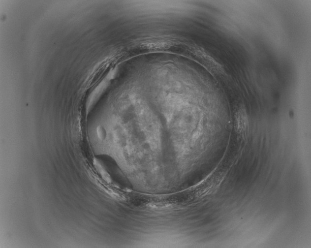 X0000068820733200605051210