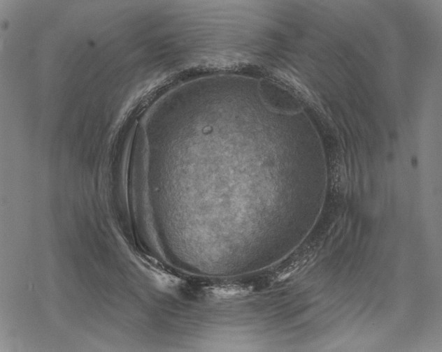 X0000068820736200605051210