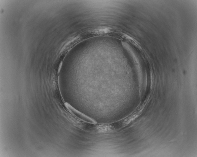 X0000068820762200605051210