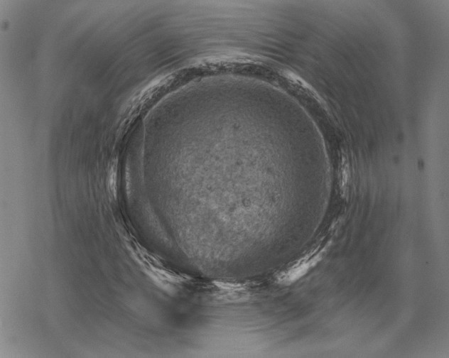 X0000068820822200605051208