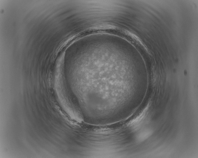 X0000068820833200605051208