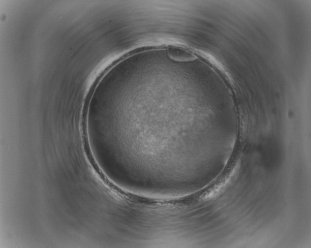 X0000068820943200605051207