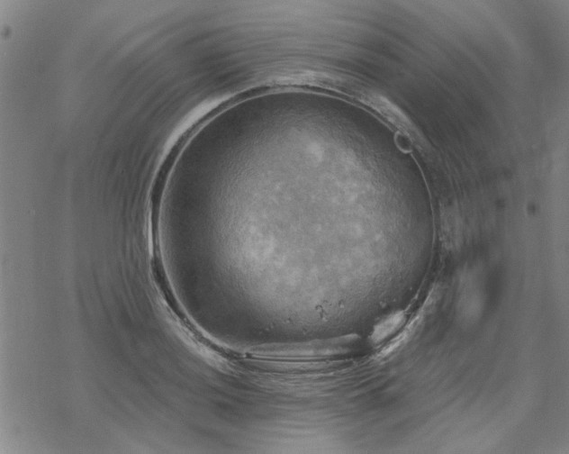 X0000068821036200605051205