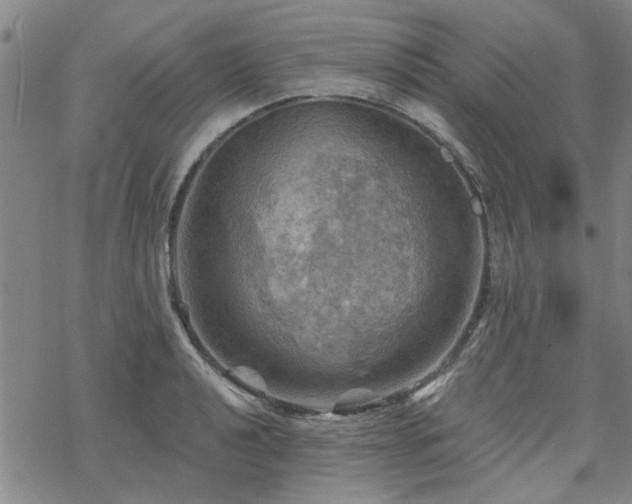 X0000068821040200605051205