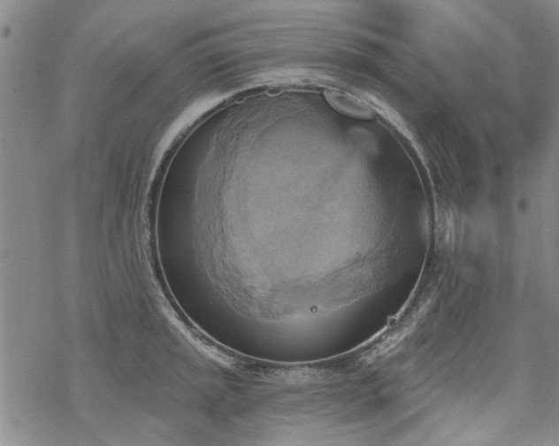 X0000068821045200605051205